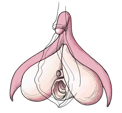 Clitoris_anatomy